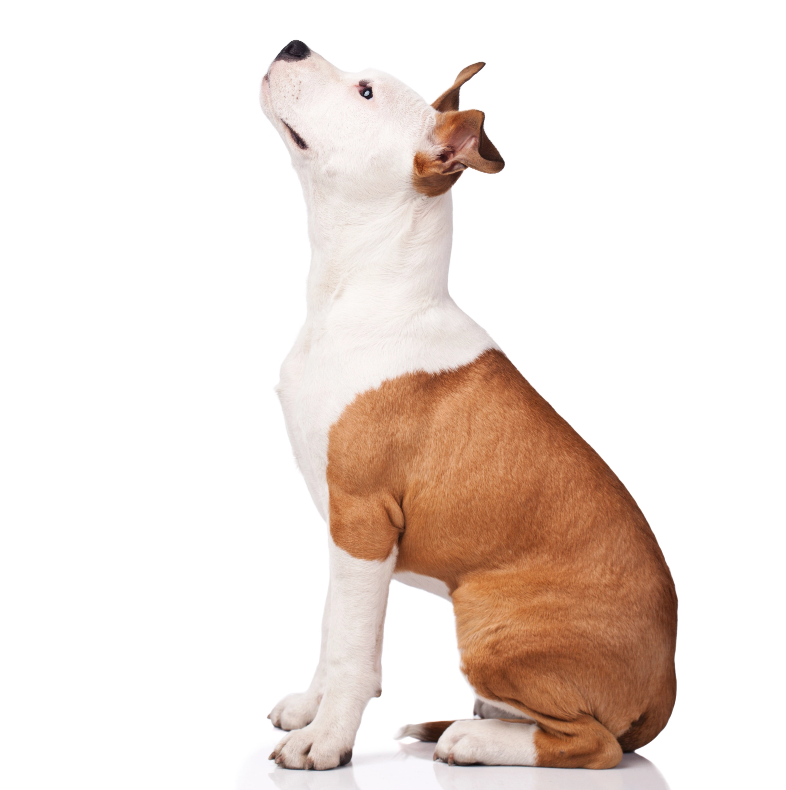 dog sitting e1686077774301