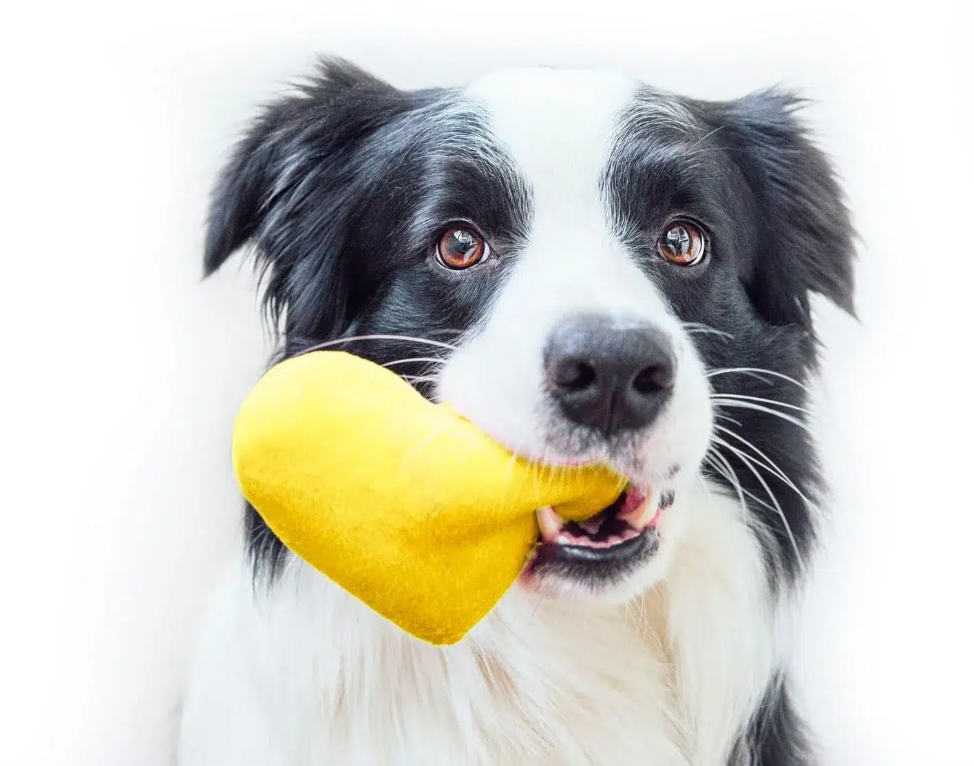 dog with a heart2 min